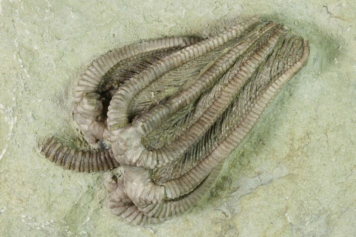 Fossil Crinoid (Agaricocrinus) - Crawfordsville, Indiana #150433